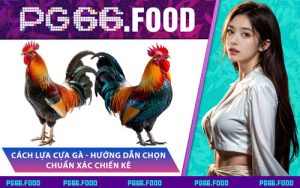 Cách Lựa Cựa Gà - Hướng Dẫn Chọn Chuẩn Xác Chiến Kê